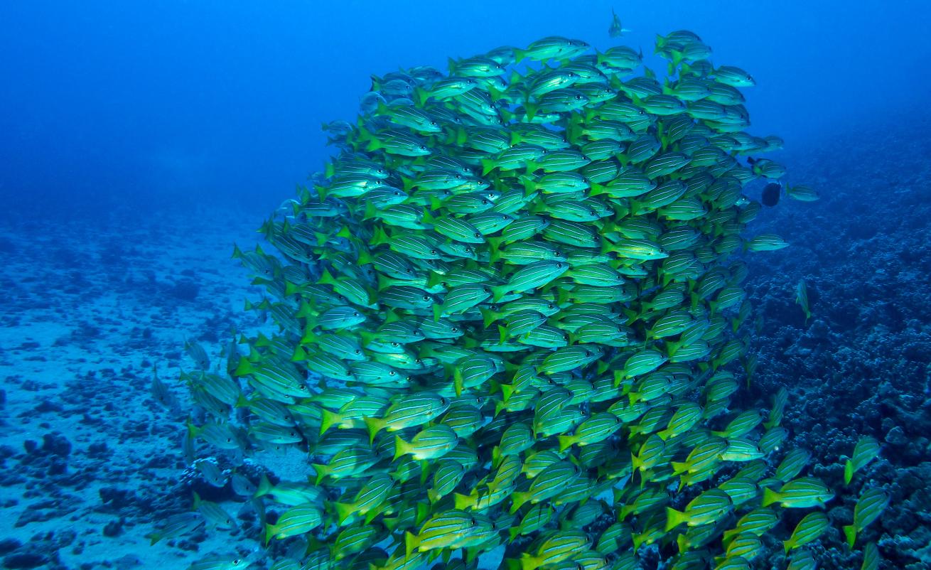 snapper scuba diving hawaii