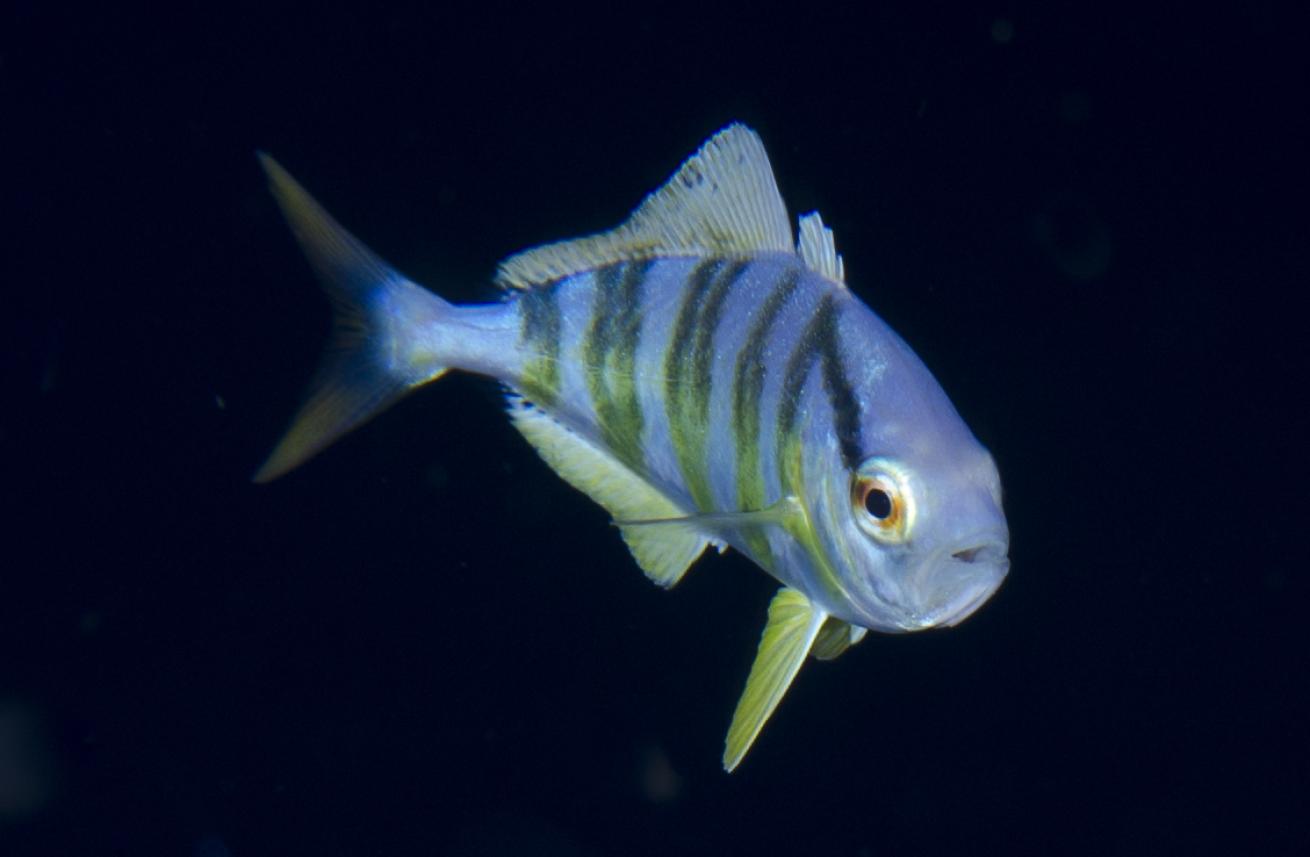 scuba diving hawaii blackwater dive