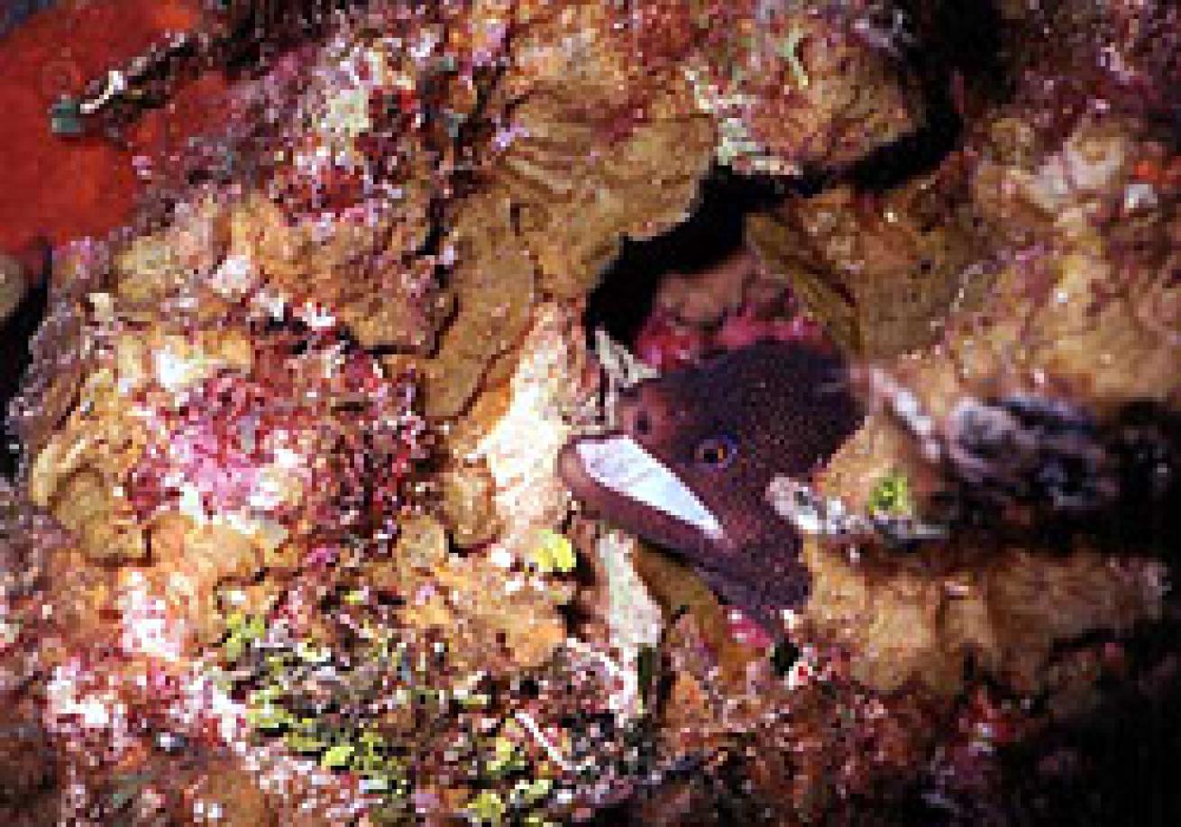 Goldentail moray eel
