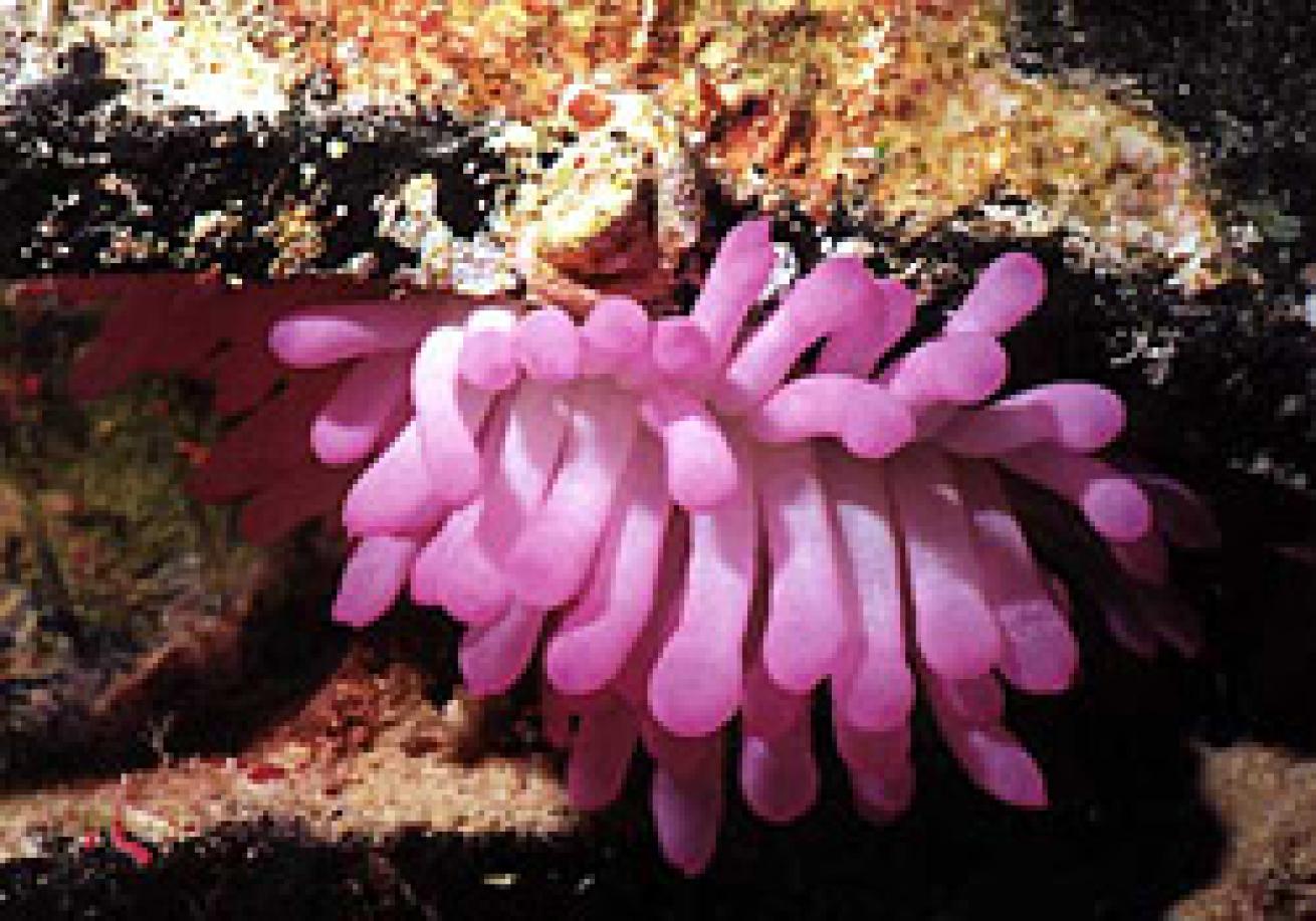 Pink sea anemone
