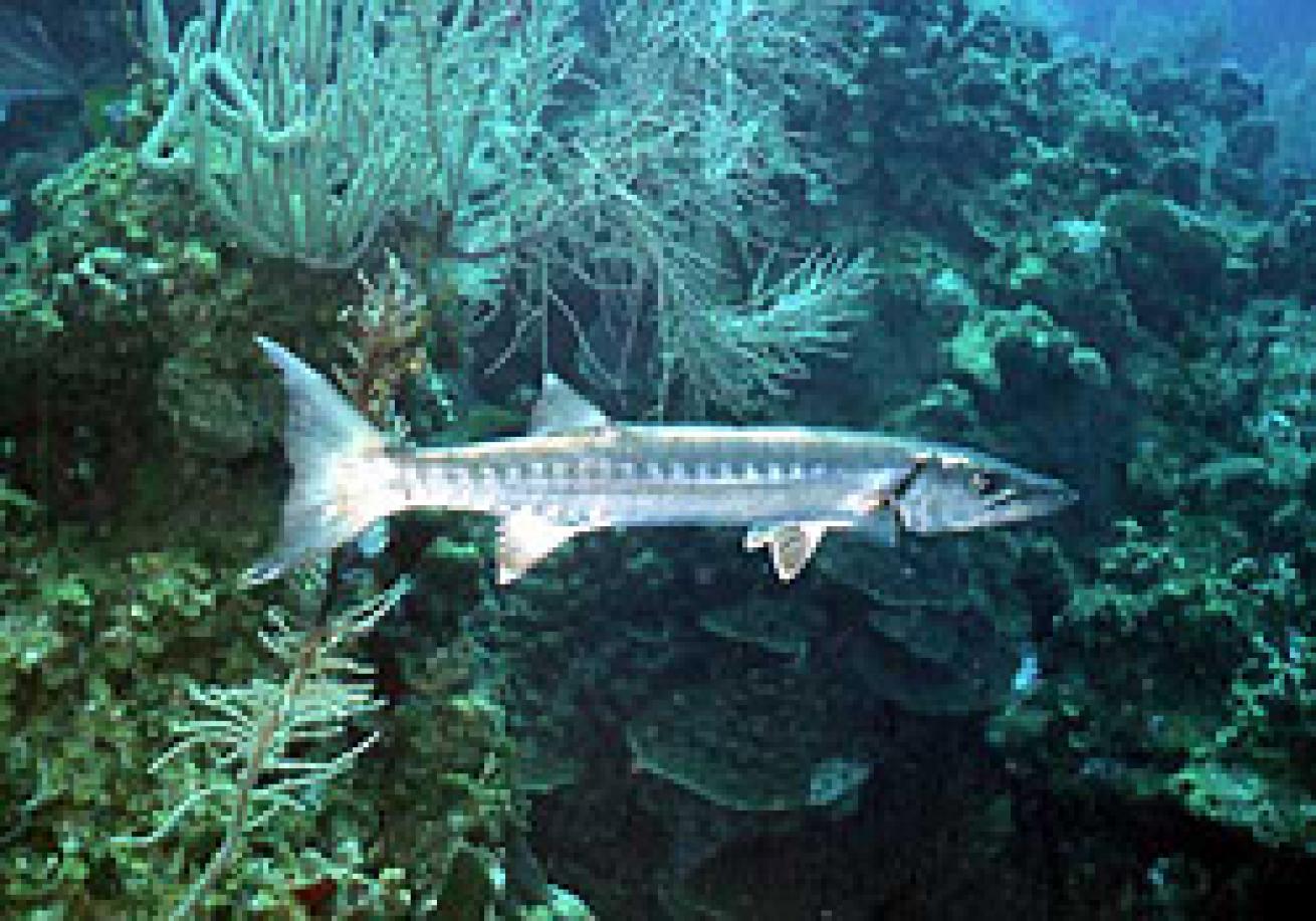 Barracuda