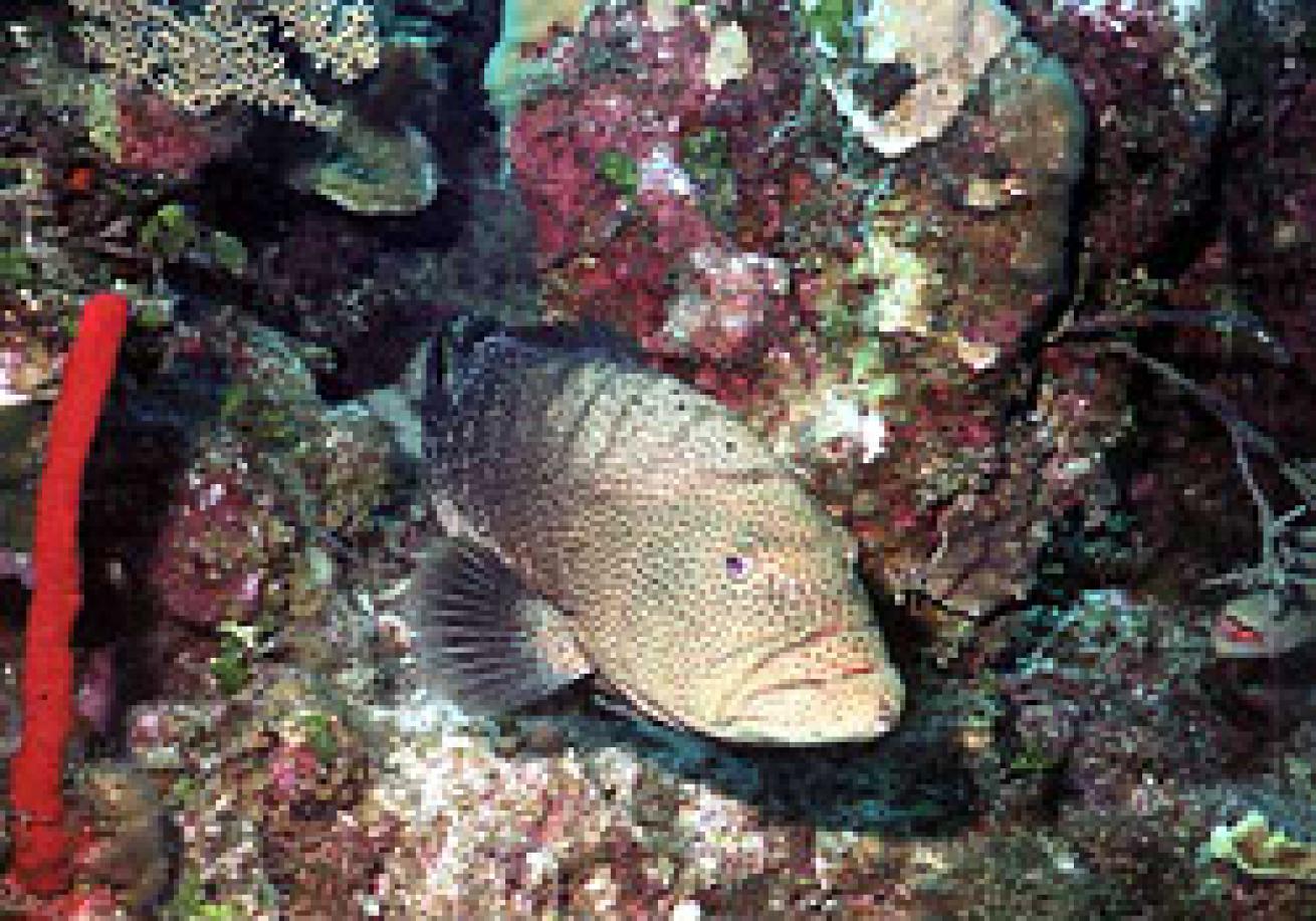 Mama grouper