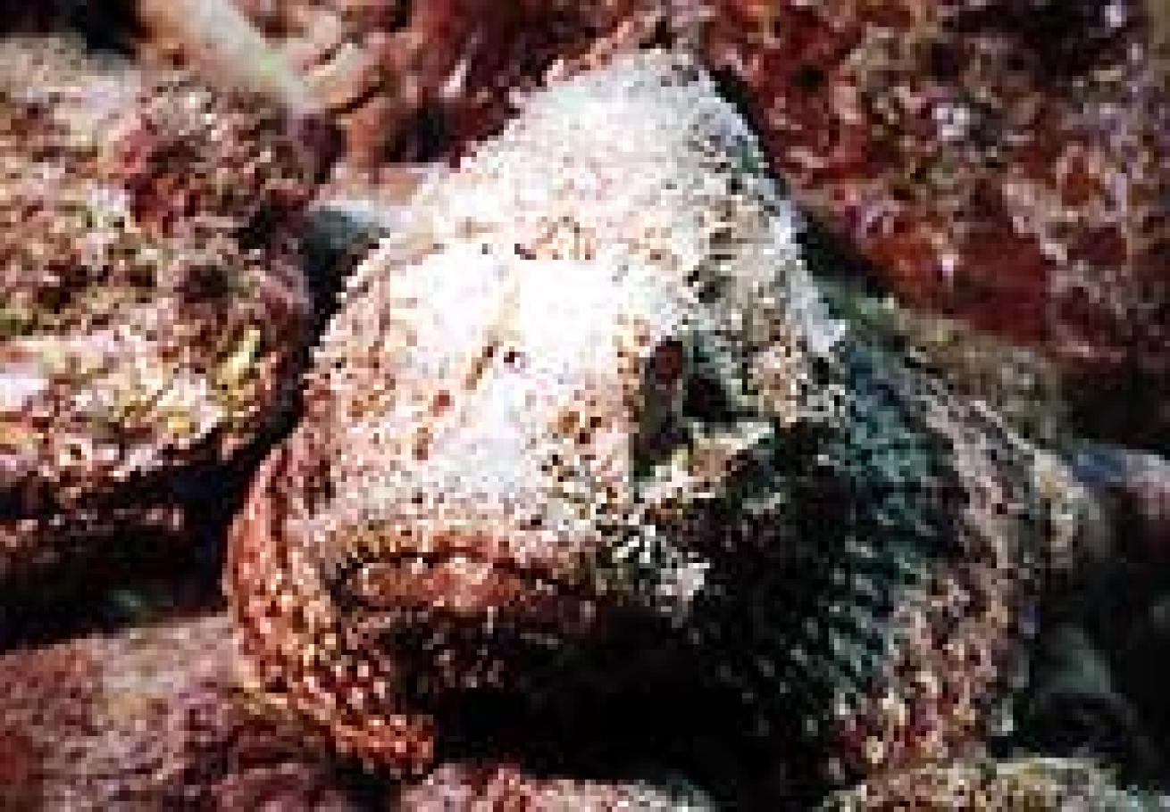 Spotted scorpionfish