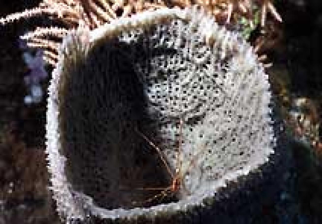 Purple rase sponge