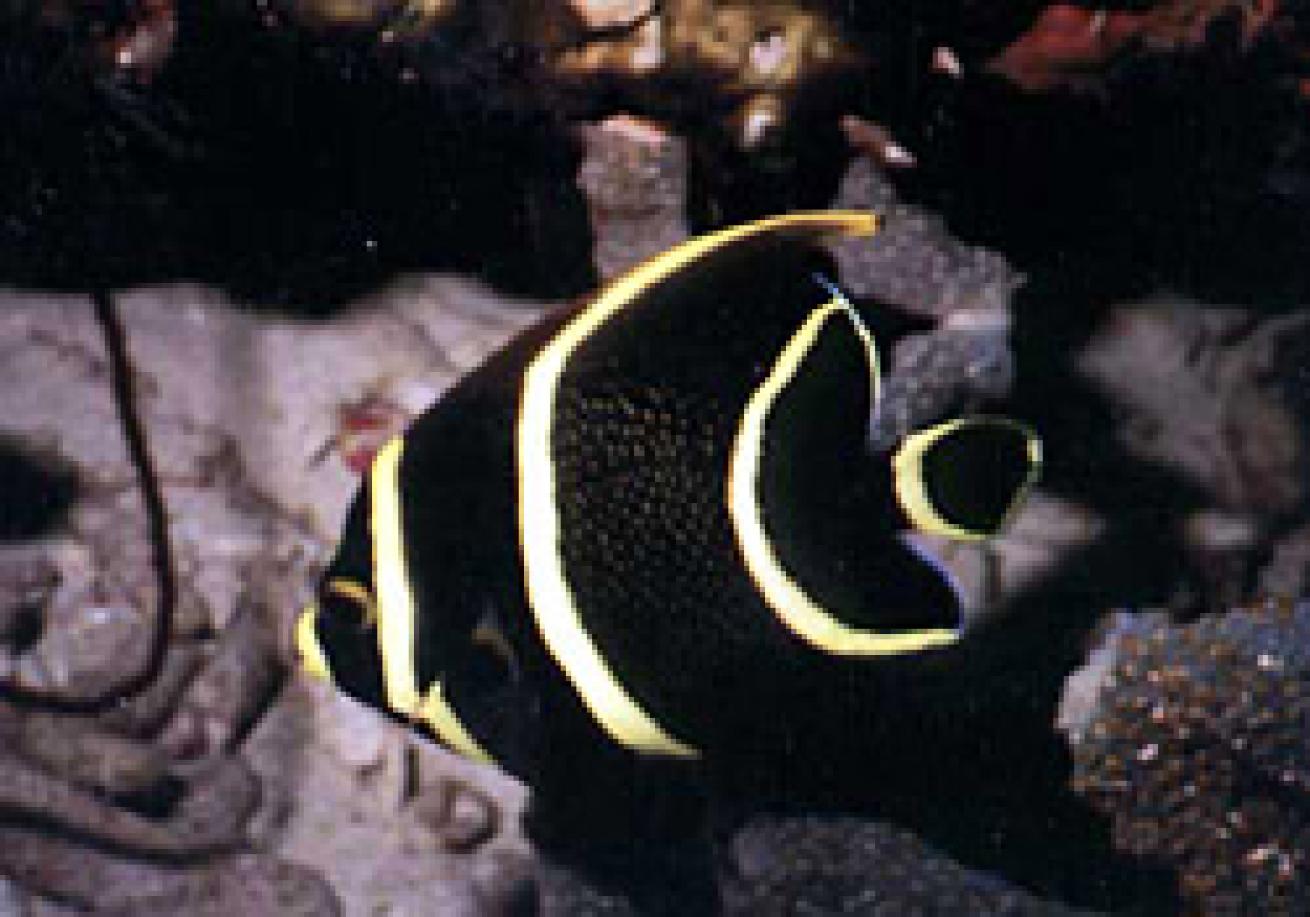 Juvenile French angelfish