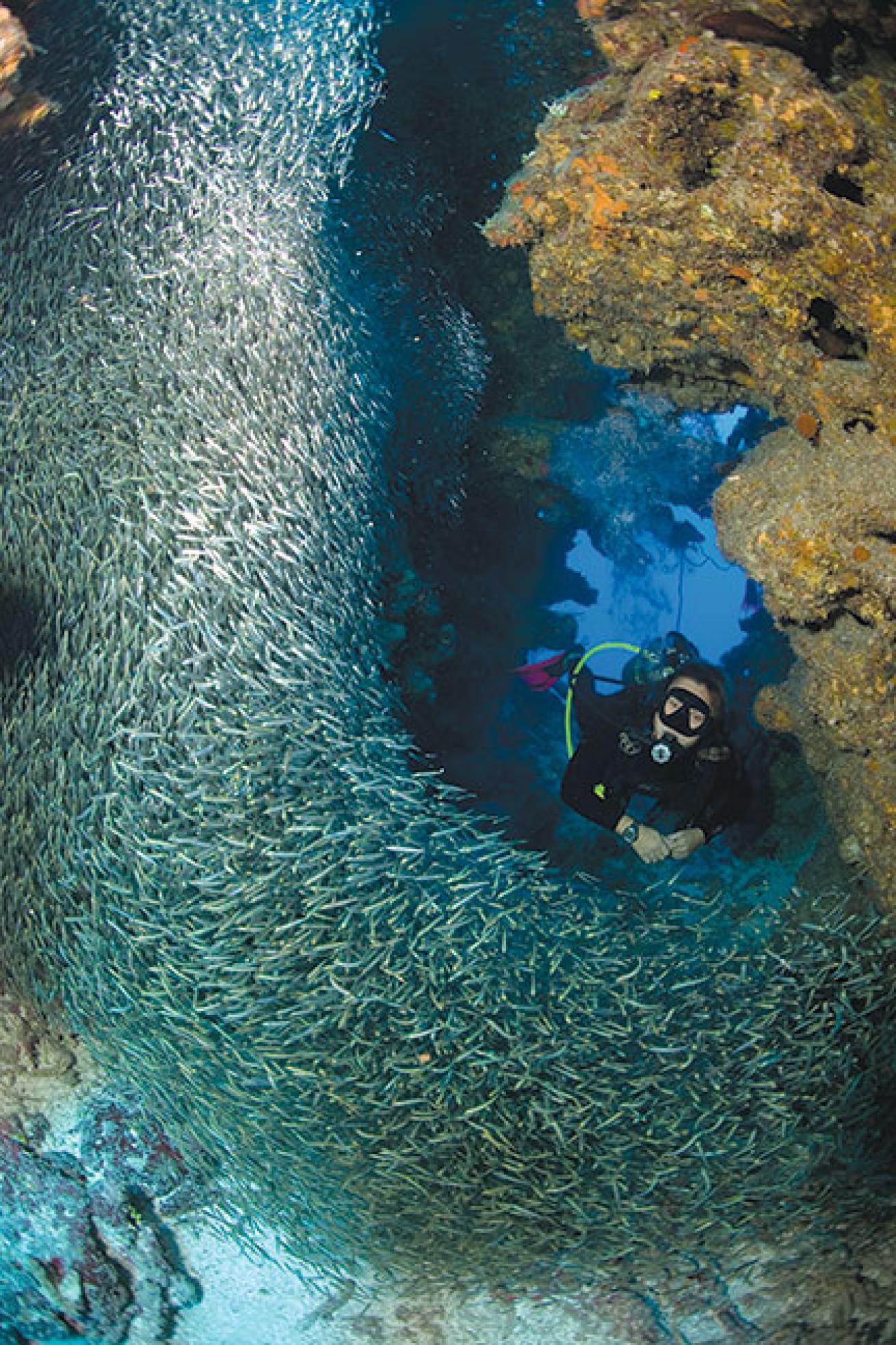 silversides, Grand Cayman