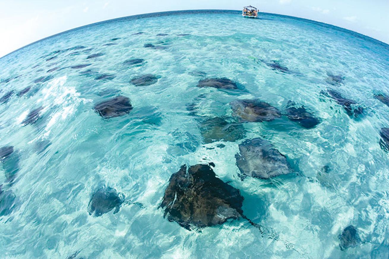 stingrays, Sandbar, Grand Cayman