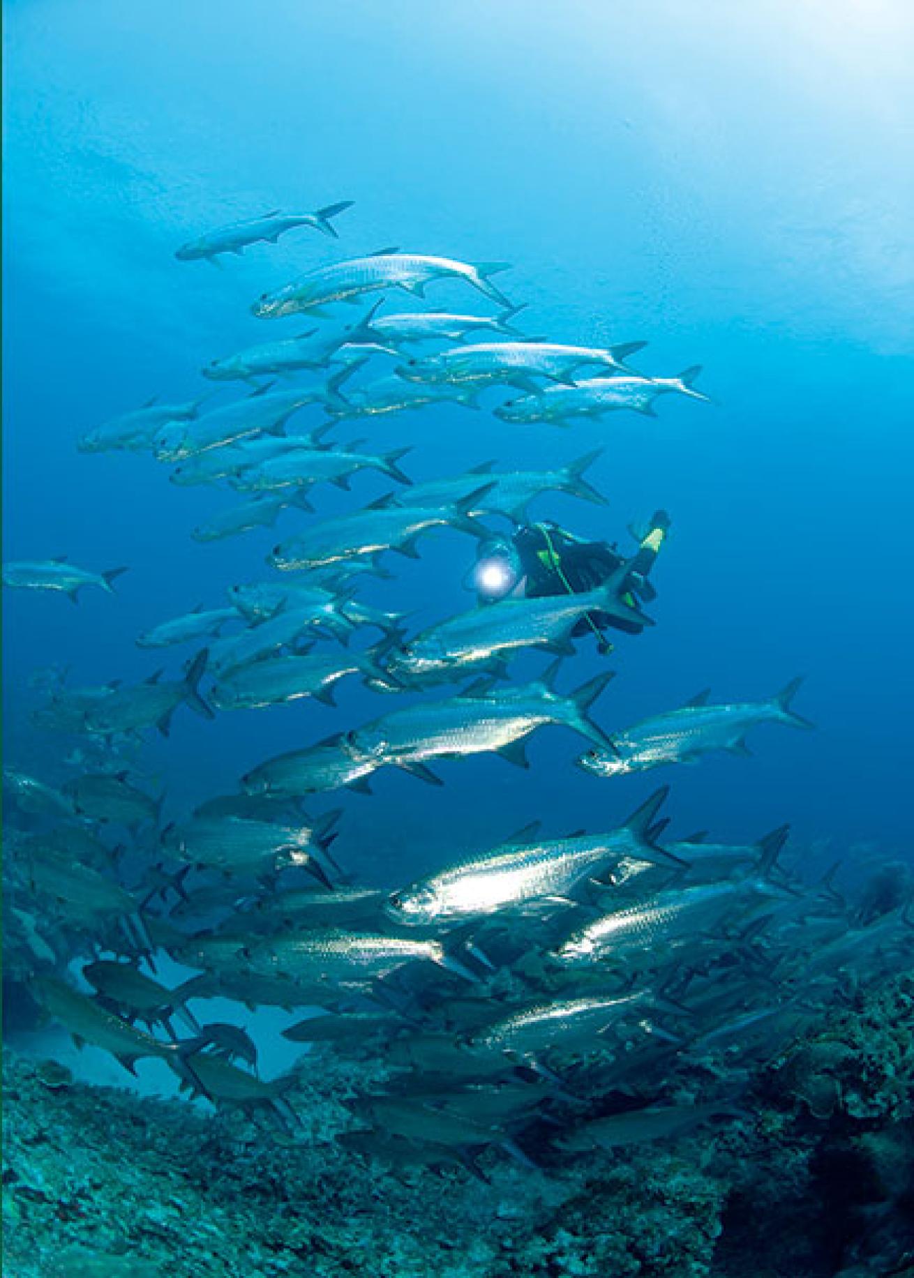 tarpon, East End, Grand Cayman