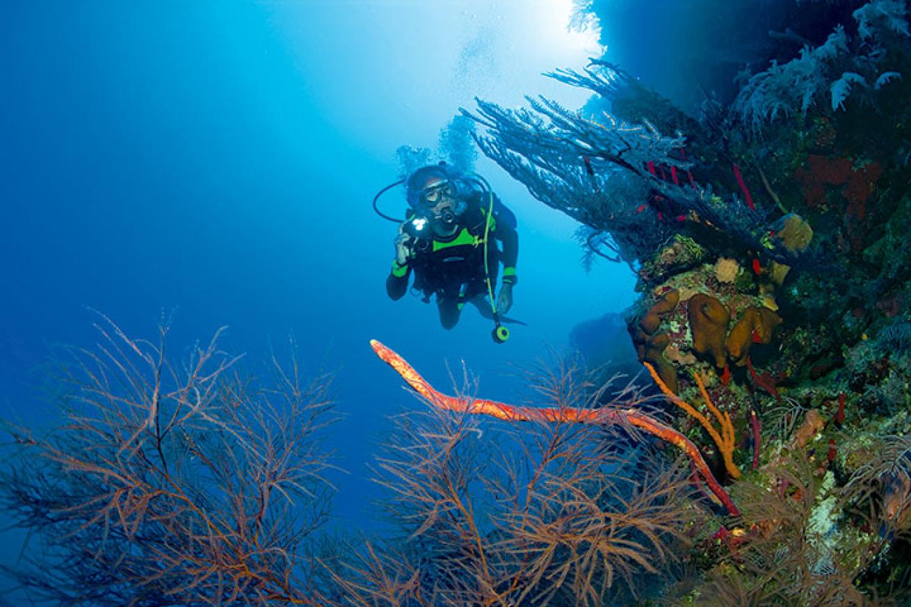 Little Cayman wall
