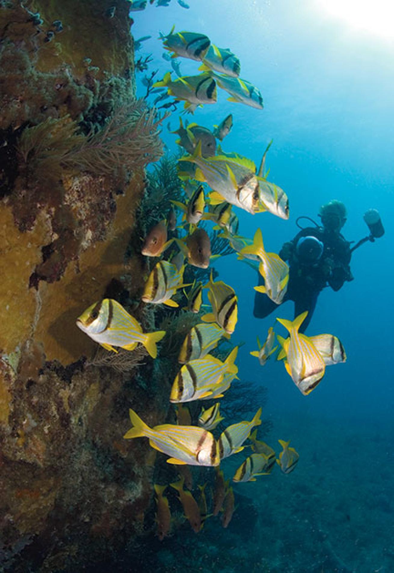 porkfish on the Benwood, Florida Keys
