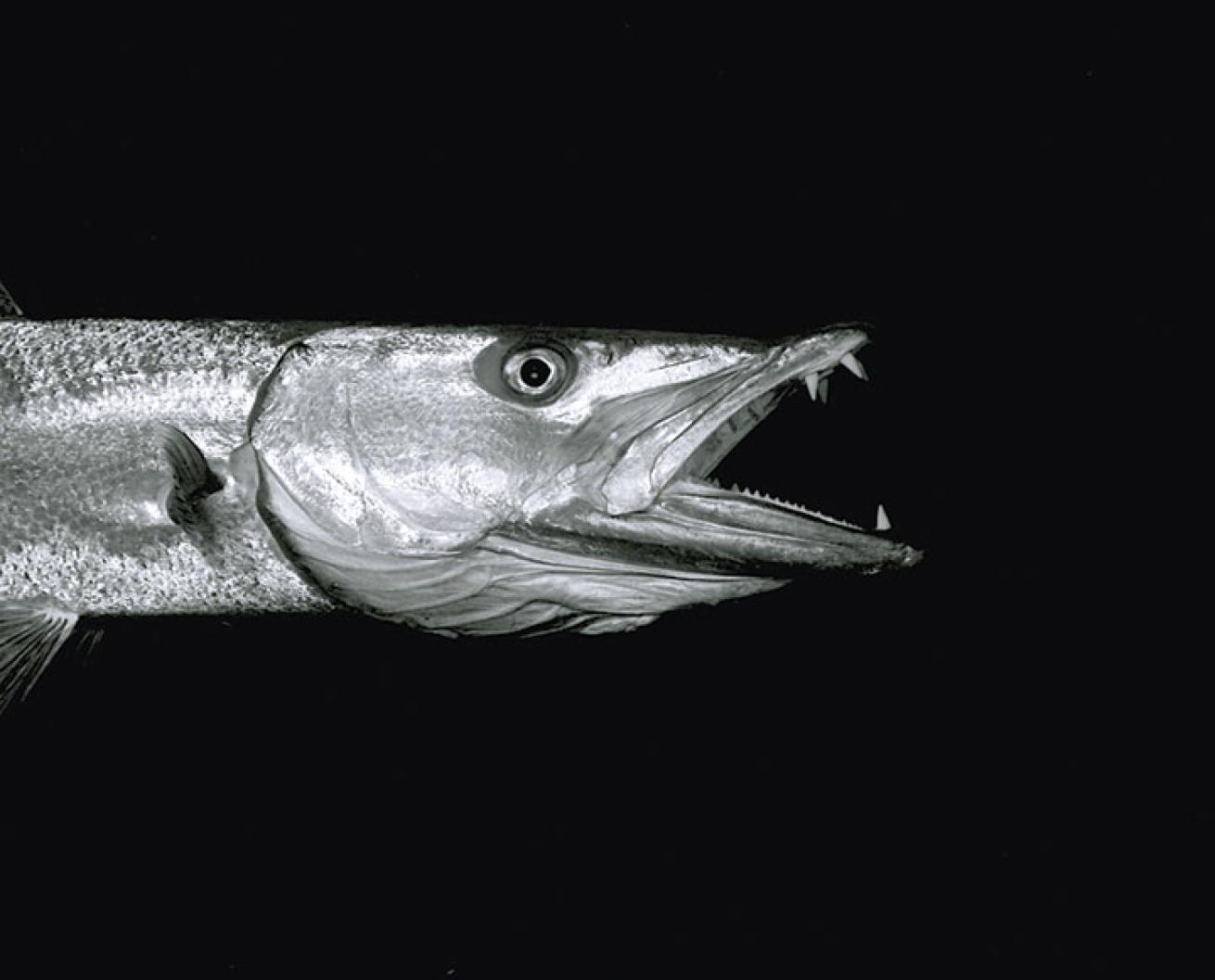 barracuda, Florida Keys