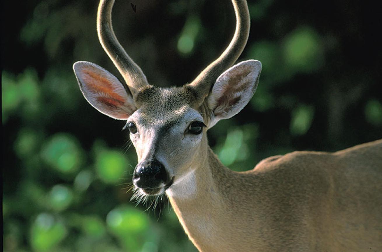 key deer, Florida Keys