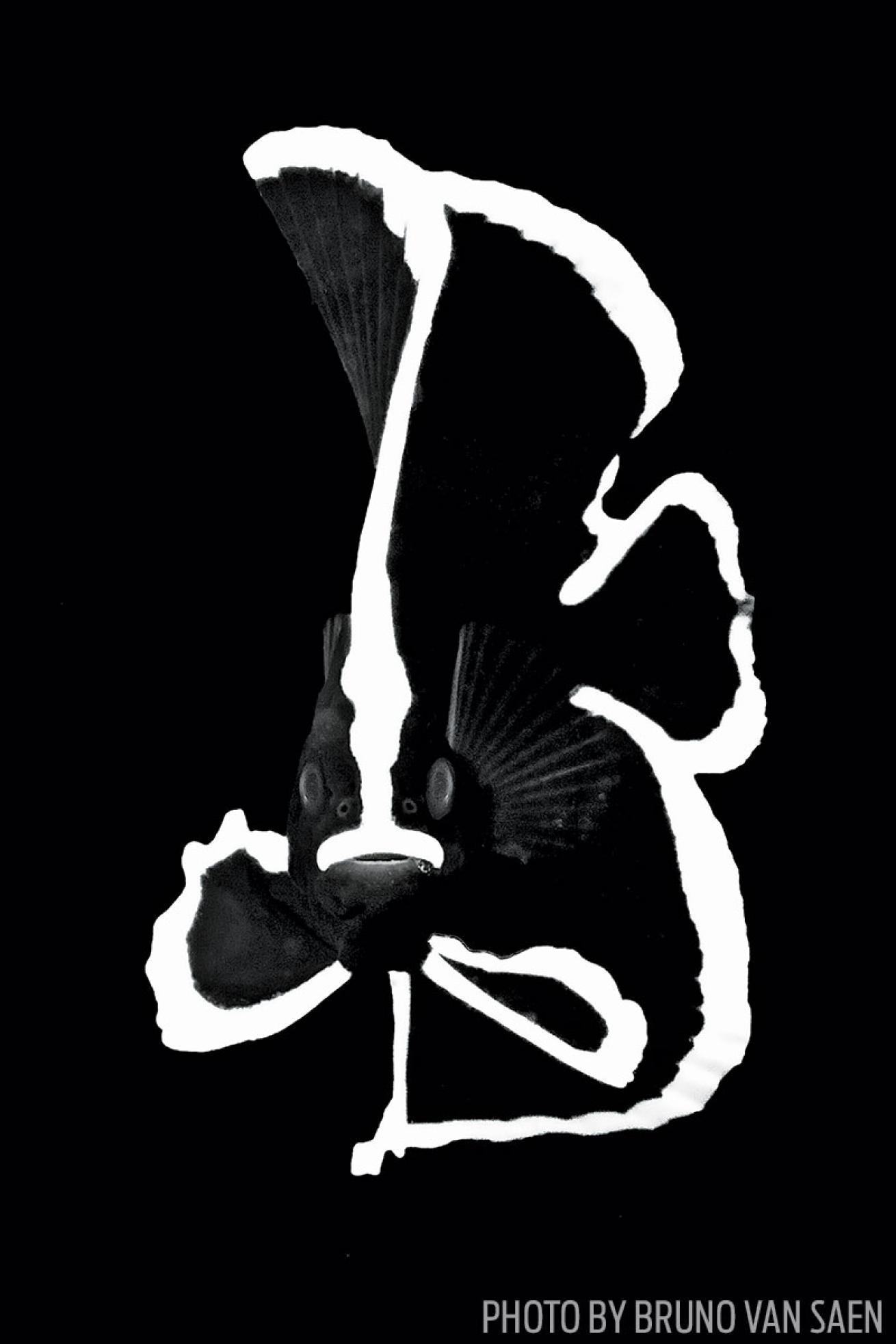 Black and White Juvenile Batfish