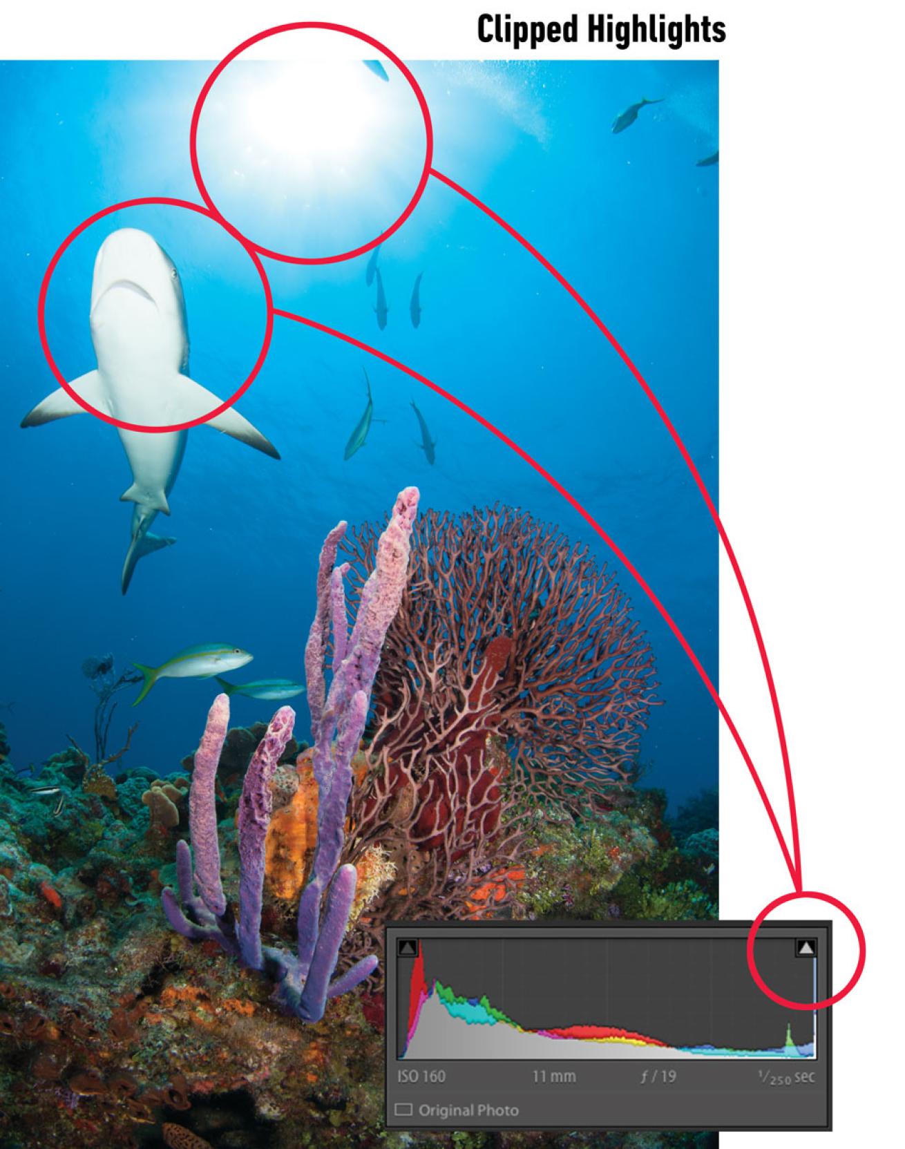 A photo of a shark on a coral reef, explaining imaging exposure