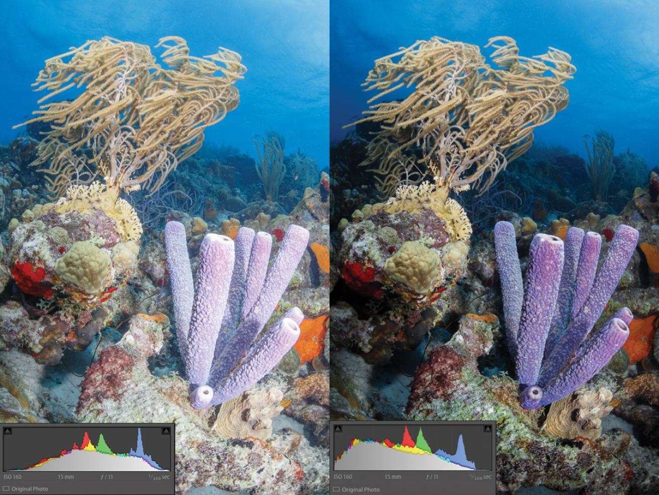 Before and after shot of a coral reef using exposure to the right.