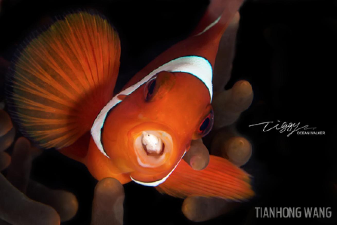 clownfish mouth open tongue anemone underwater photography