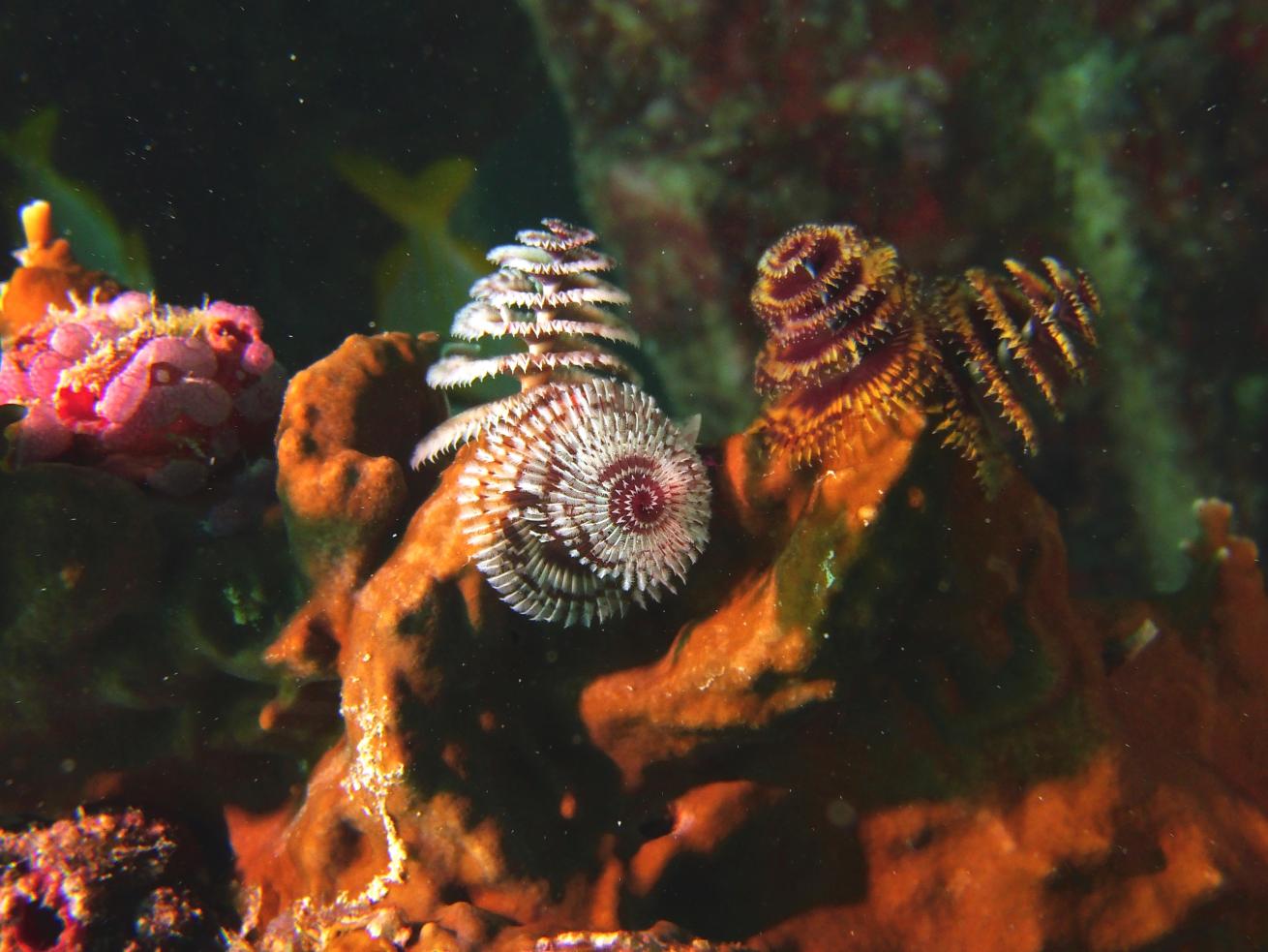 SeaLife Cameras