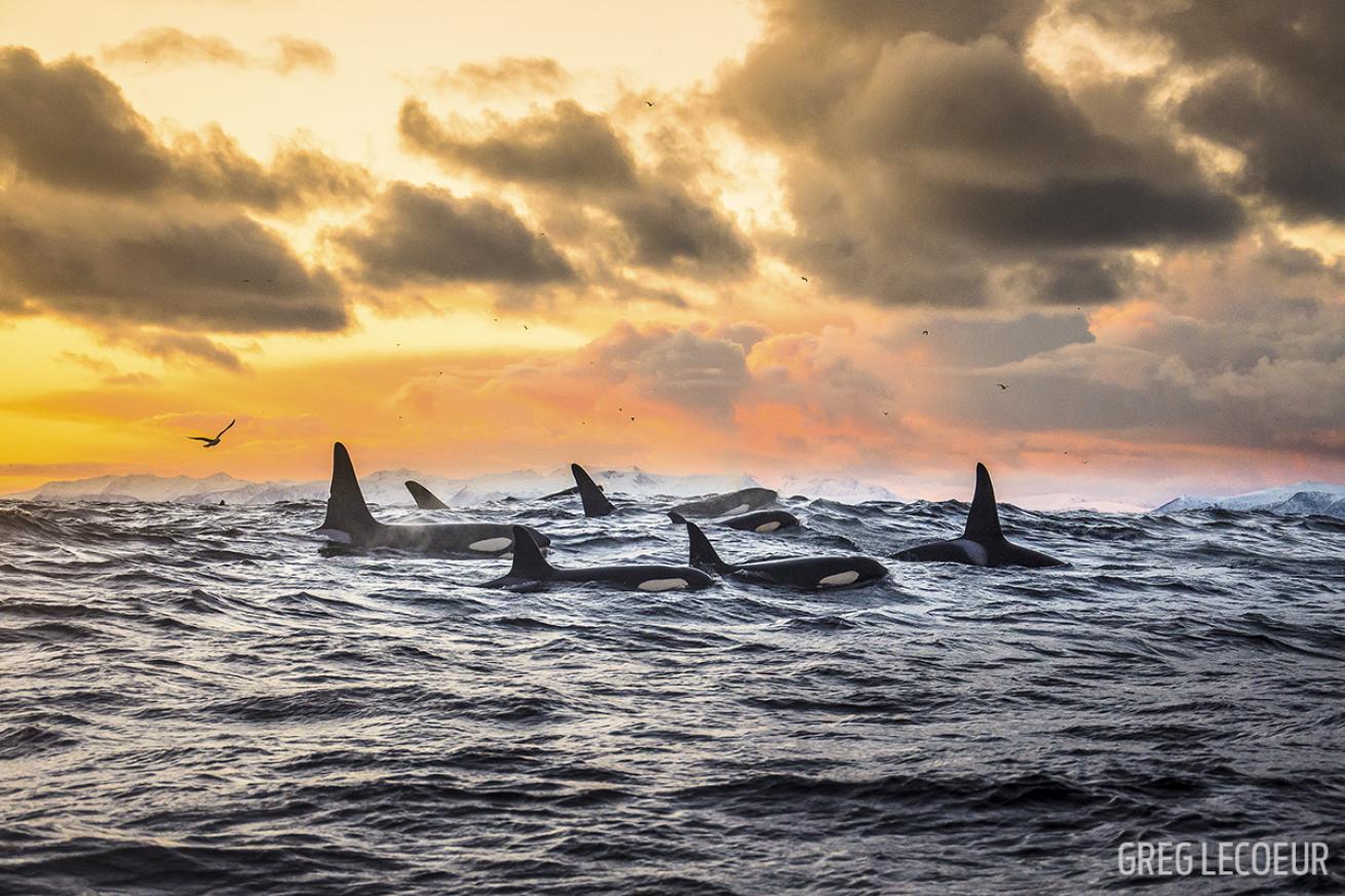 Killer Whales Orca