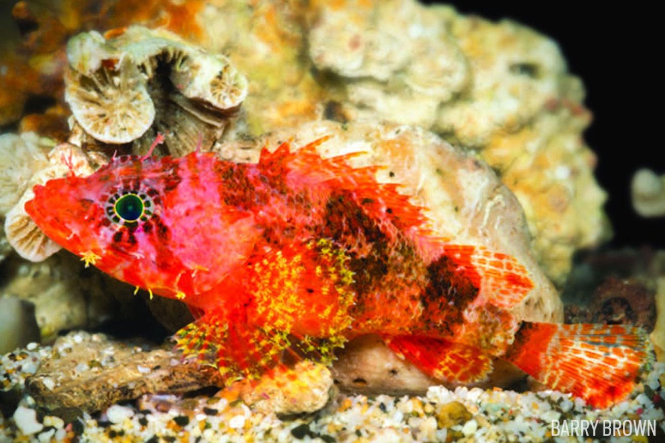 A new species of fish is discovered in the Caribbean. 