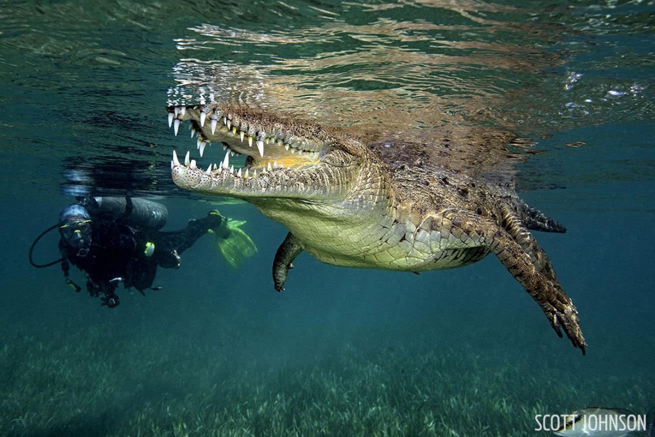 Scuba dive with crocodiles in Cuba.