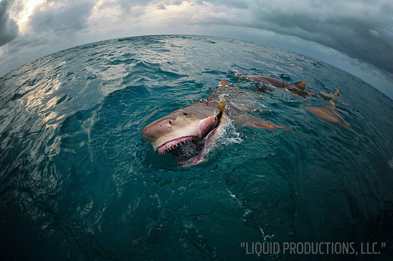 scuba diving with lemon sharks in the bahamas 