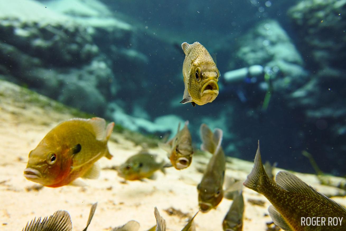 scuba diving in florida freshwater springs