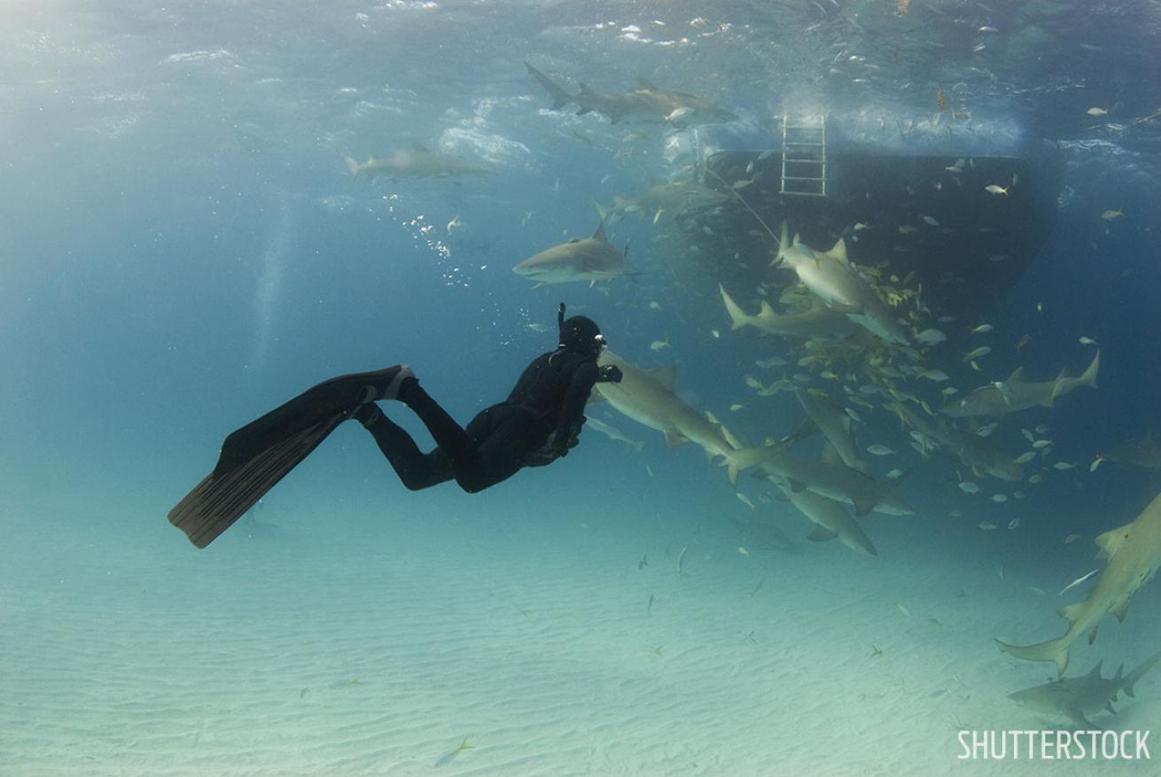 Best freediving Caribbean and Atlantic Bahamas
