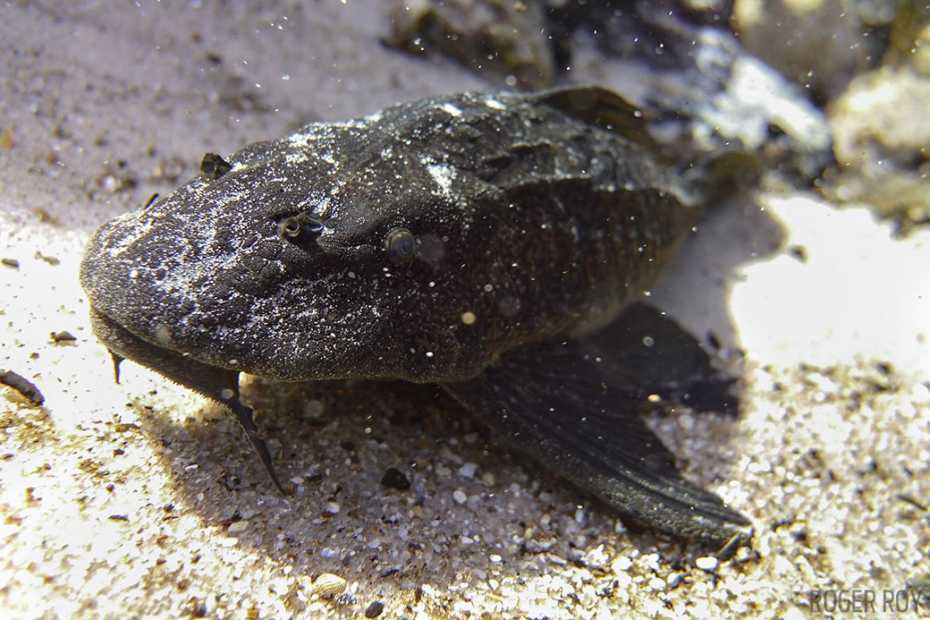 scuba diving in florida freshwater springs