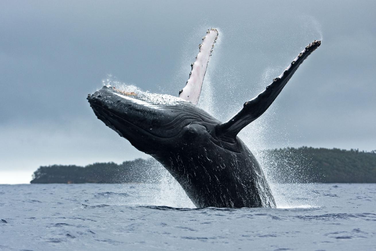 humpback whale breaching