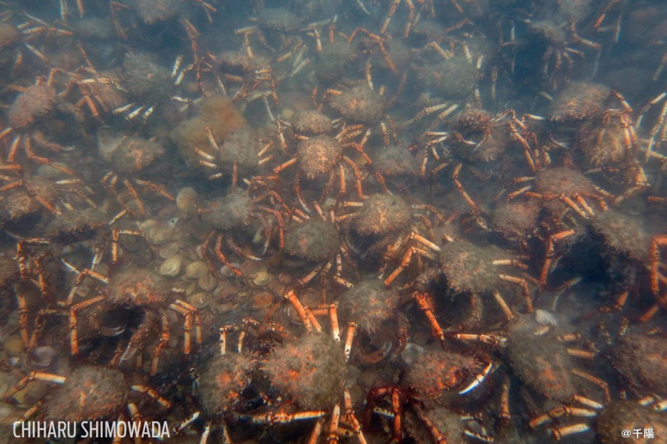 spider crab migration in Australia 