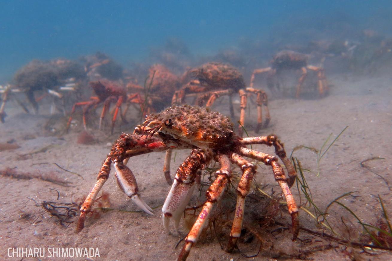 spider crab migration in Australia 