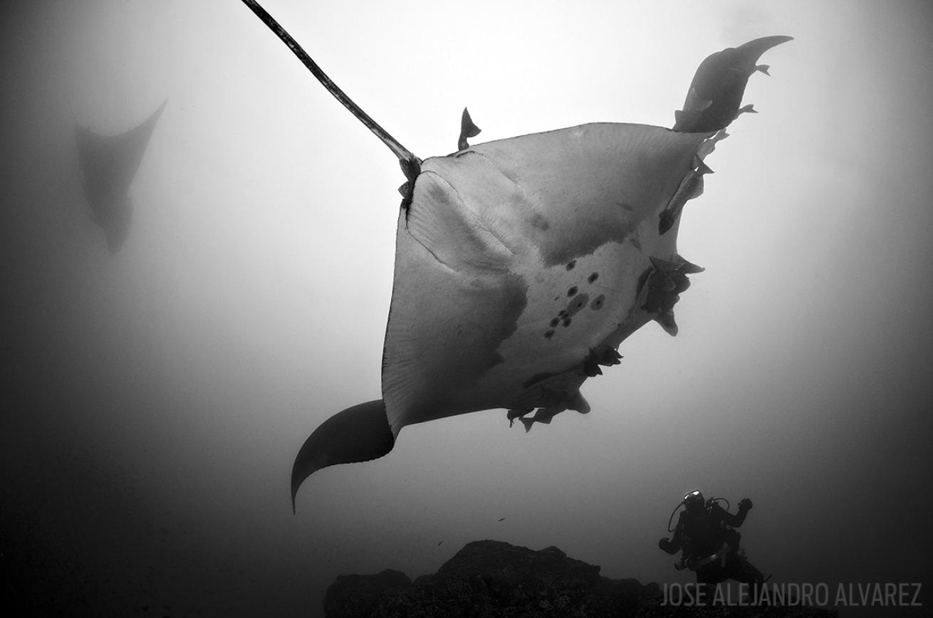 solo scuba diving in Ecuador 