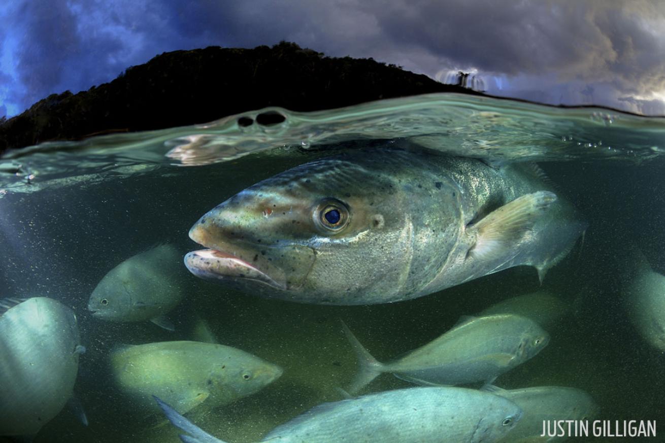 scuba diving with kingfish British Columbia 