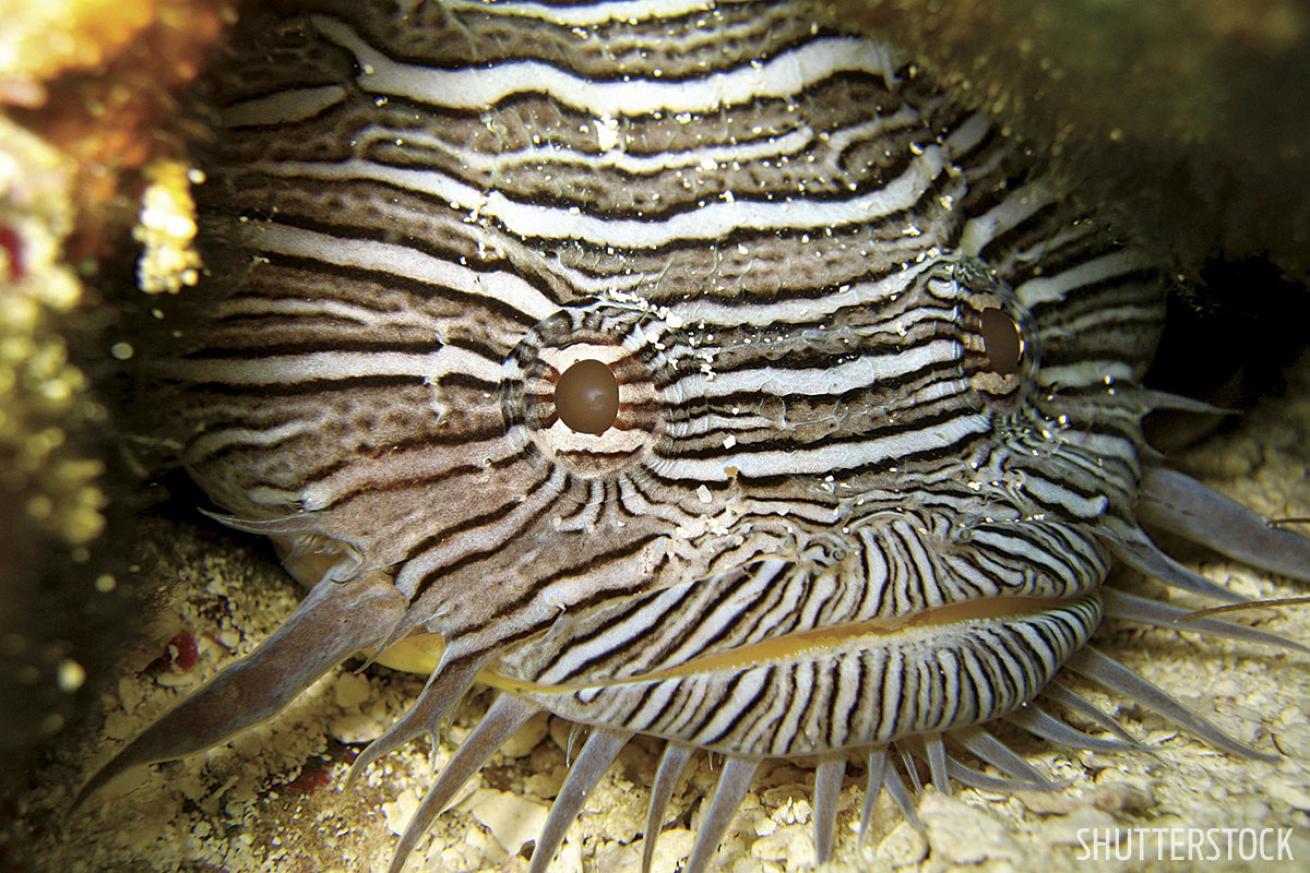 toadfish in Cozumel
