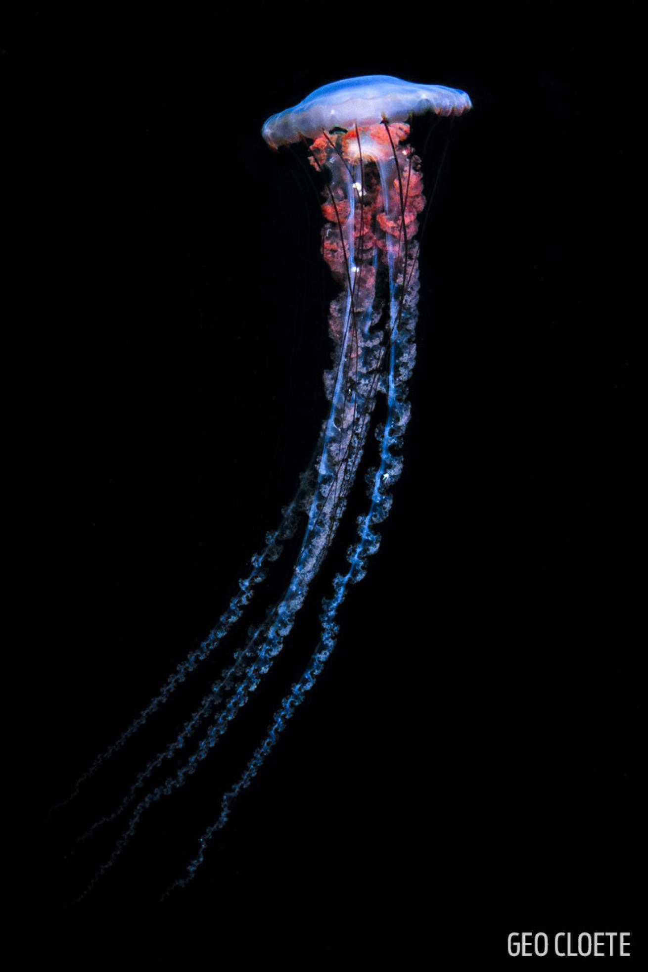 jellyfish frilly mouthed cape town south africa diving