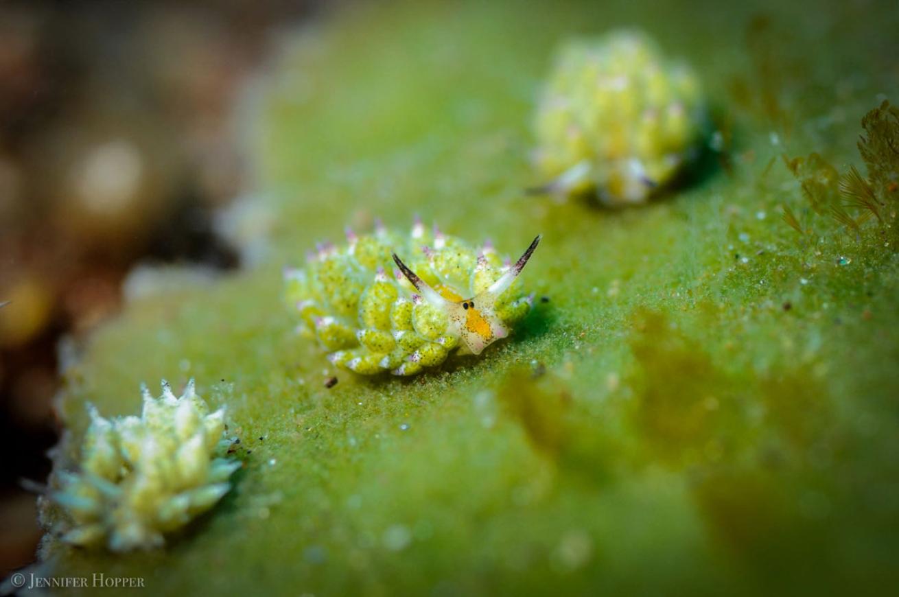 shaun the sheep nudibranchs