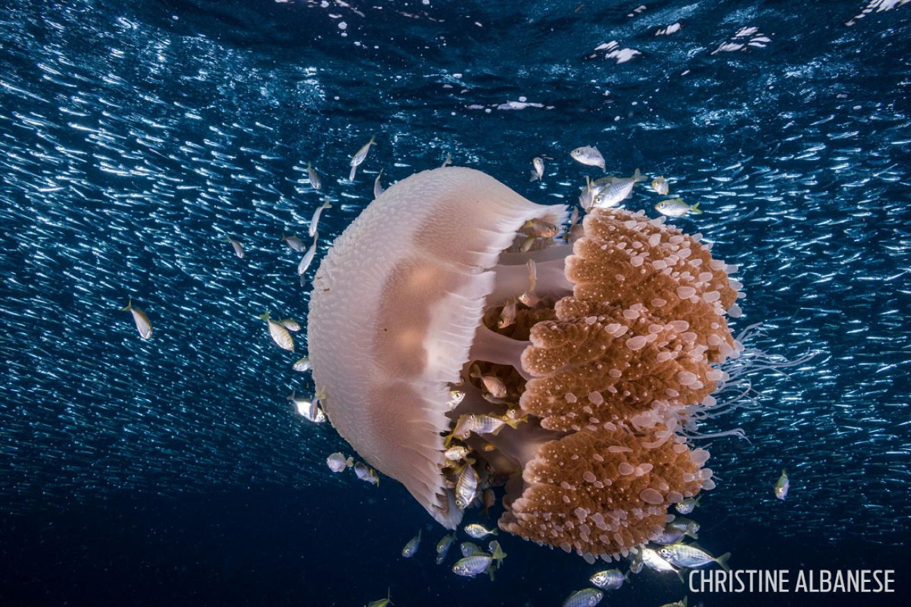 silverside school with jellyfish