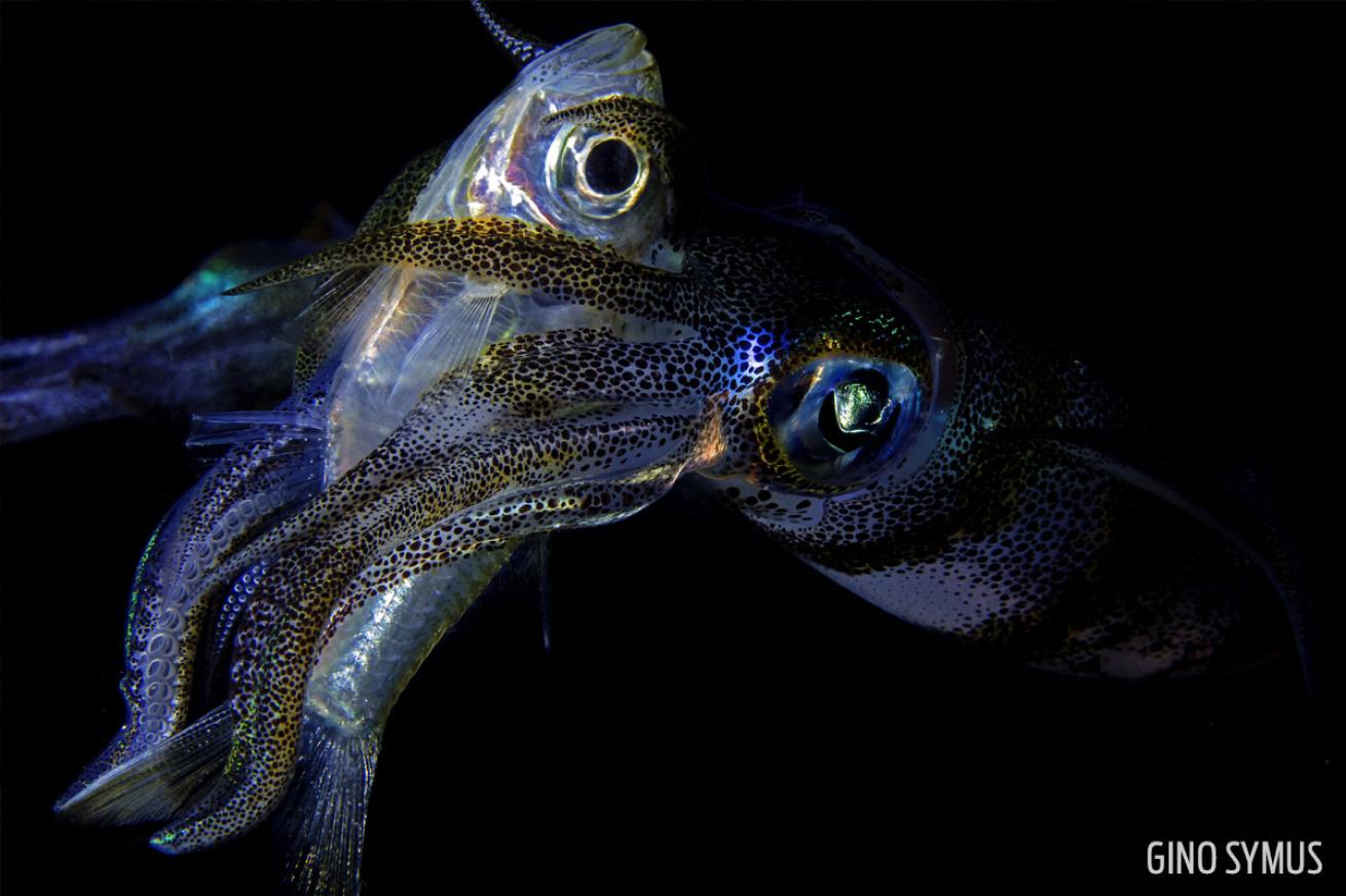 squid eating anailo