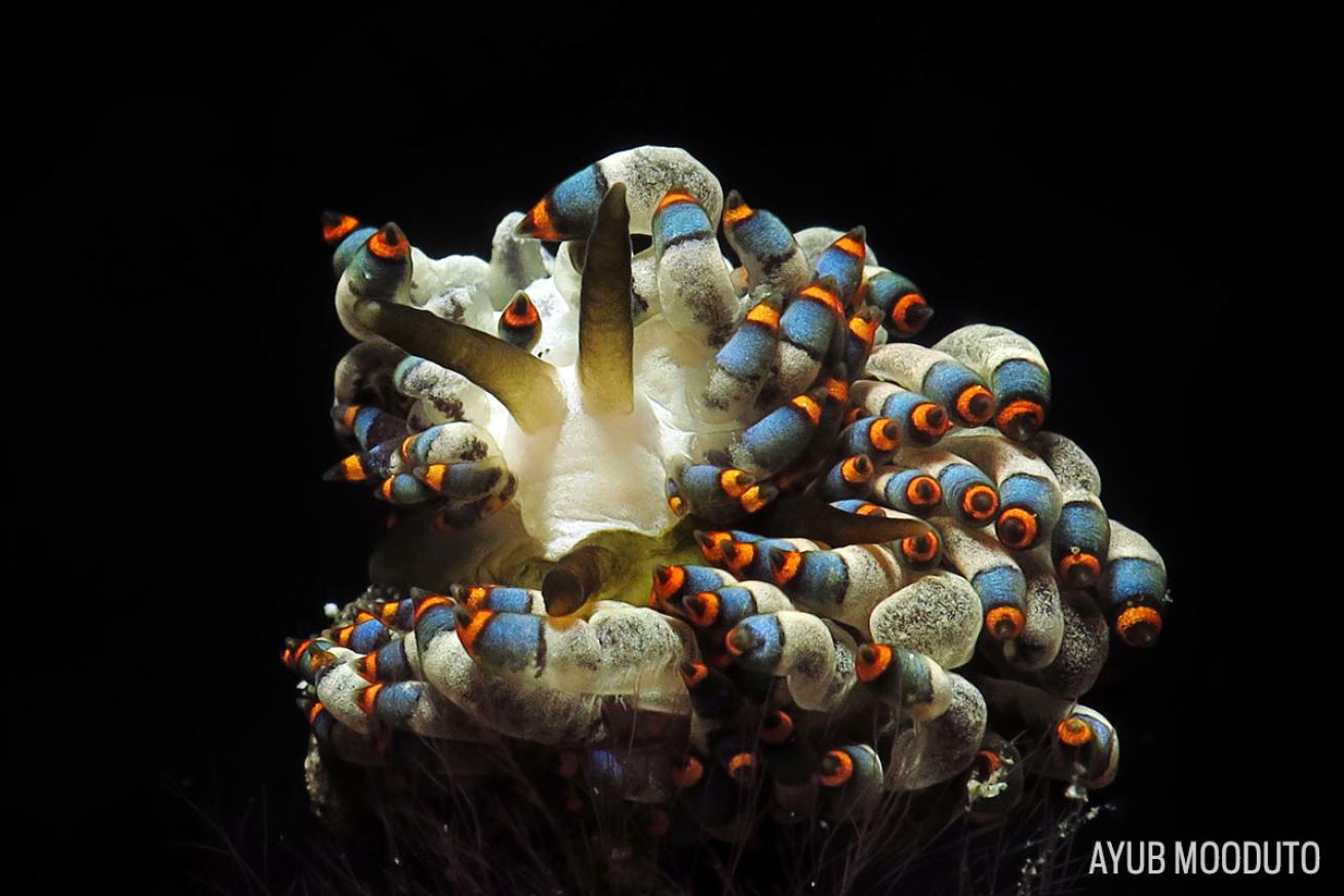 Trinchesia Yamasui Indonesia nudibranch
