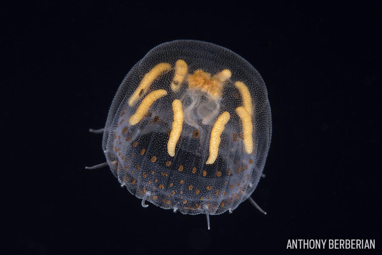 kea kea jellyfish french polynesia