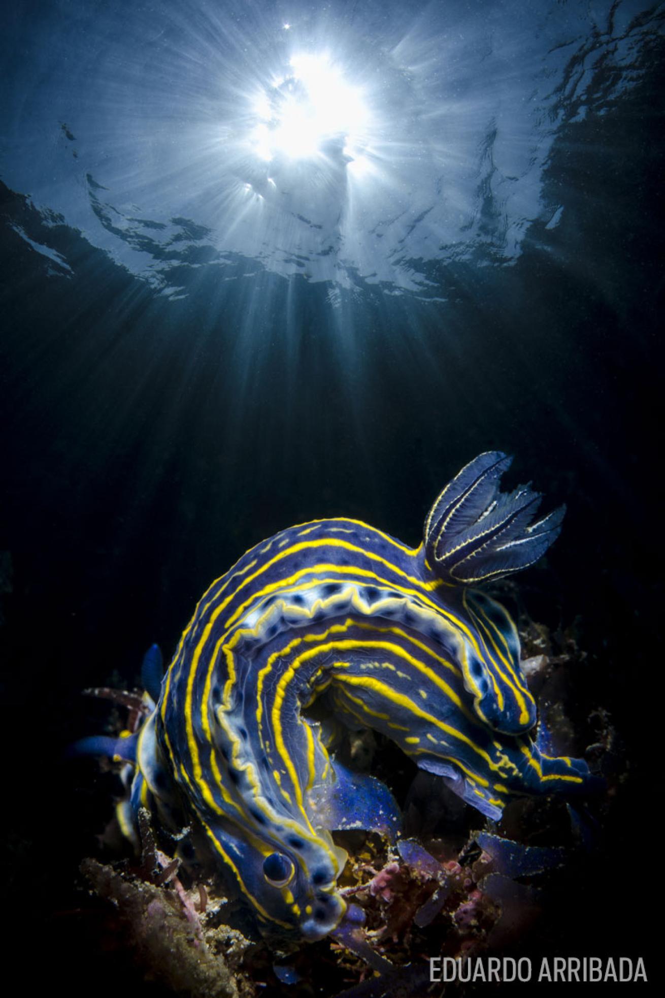 nudibranch common in Rio de Janeiro