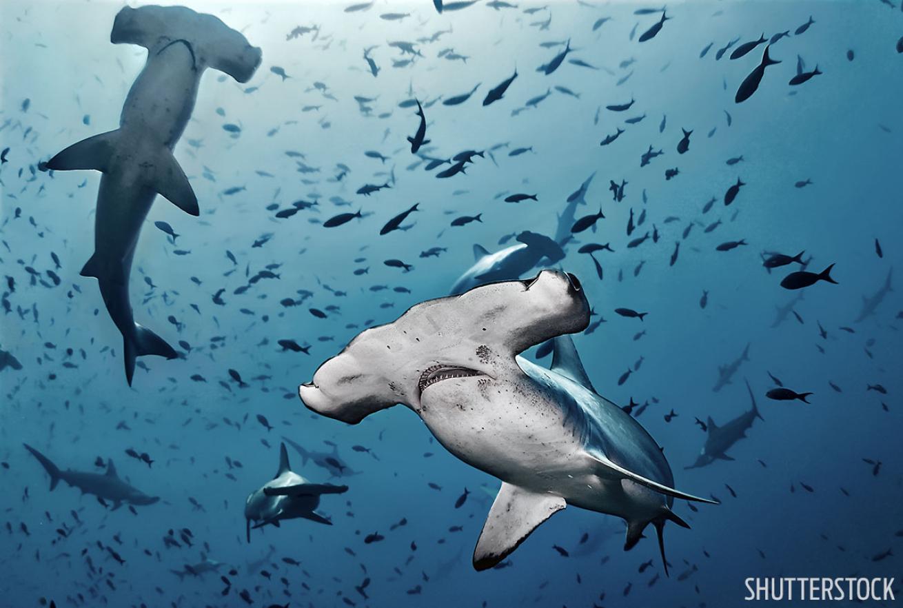 Hammerhead Sharks Cocos Island 