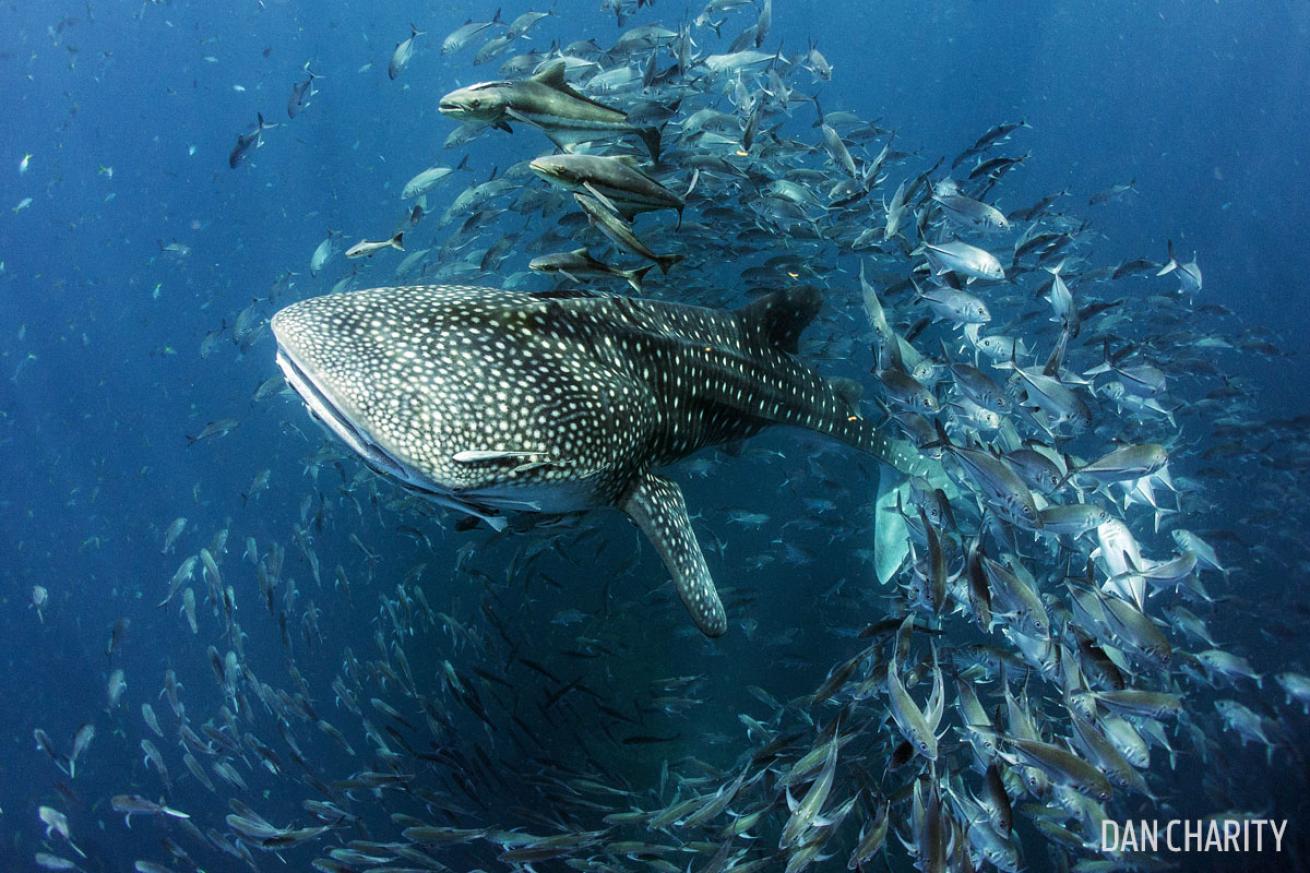 dan charity whale shark