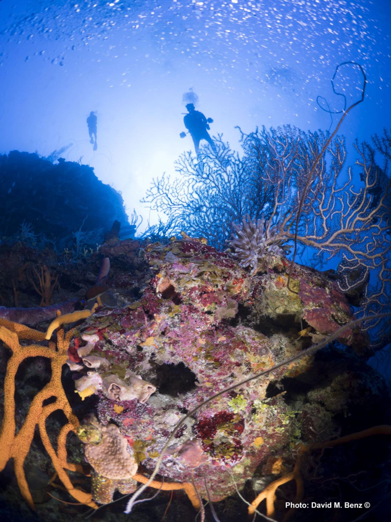 cuba isle of youth scuba diving