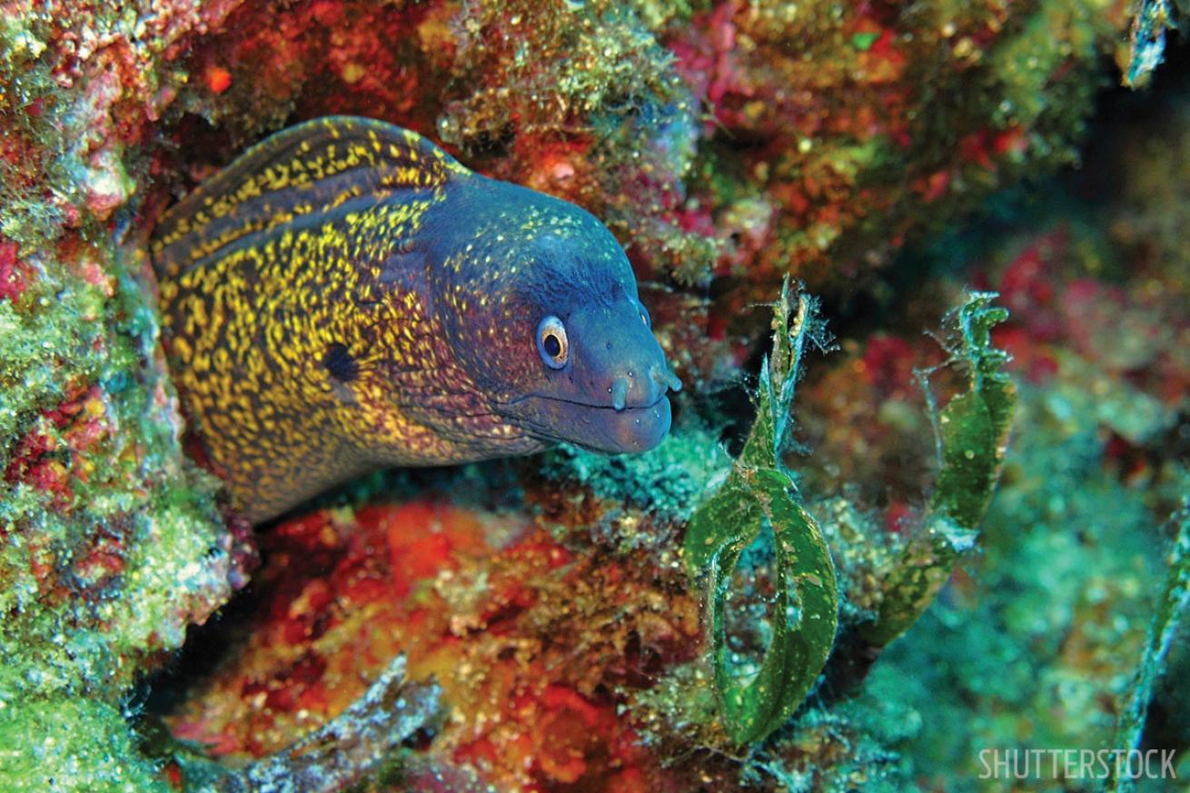 eel mexico