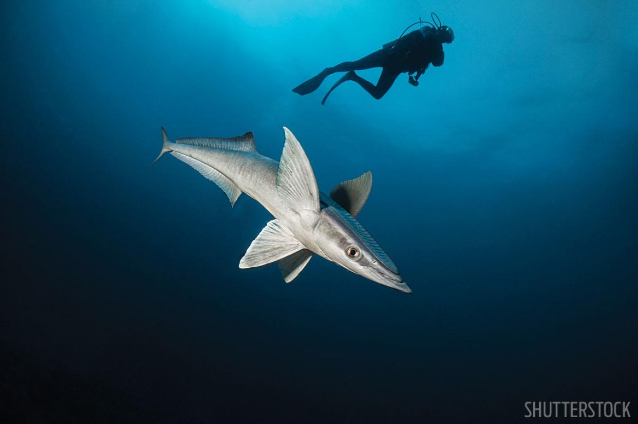 Mexico Scuba Diving 