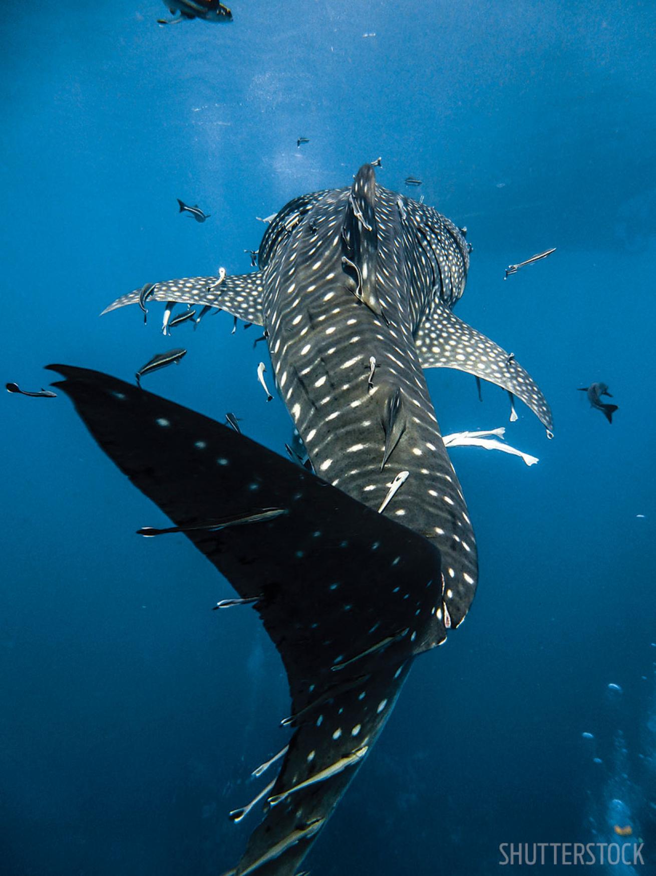 whale shark mexico