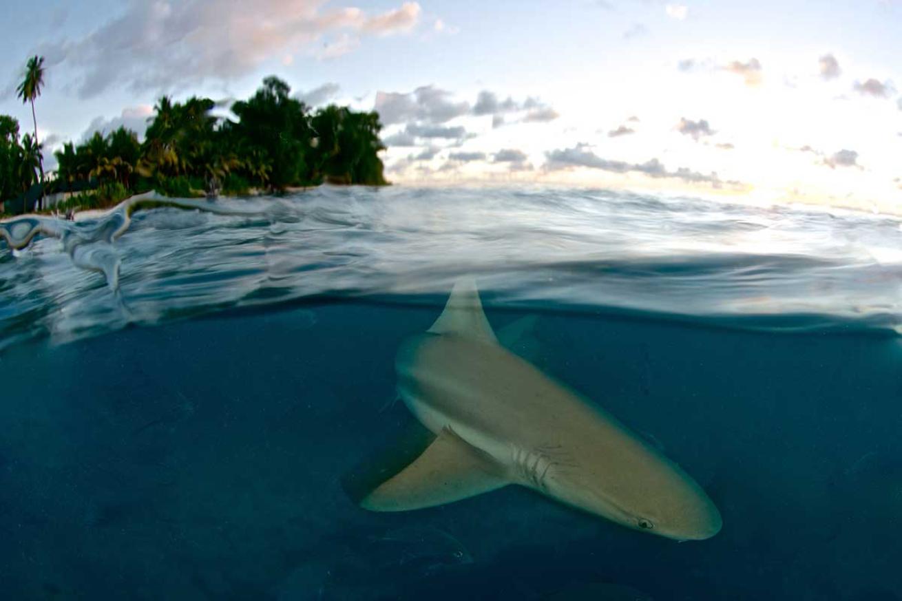 shark attack deaths