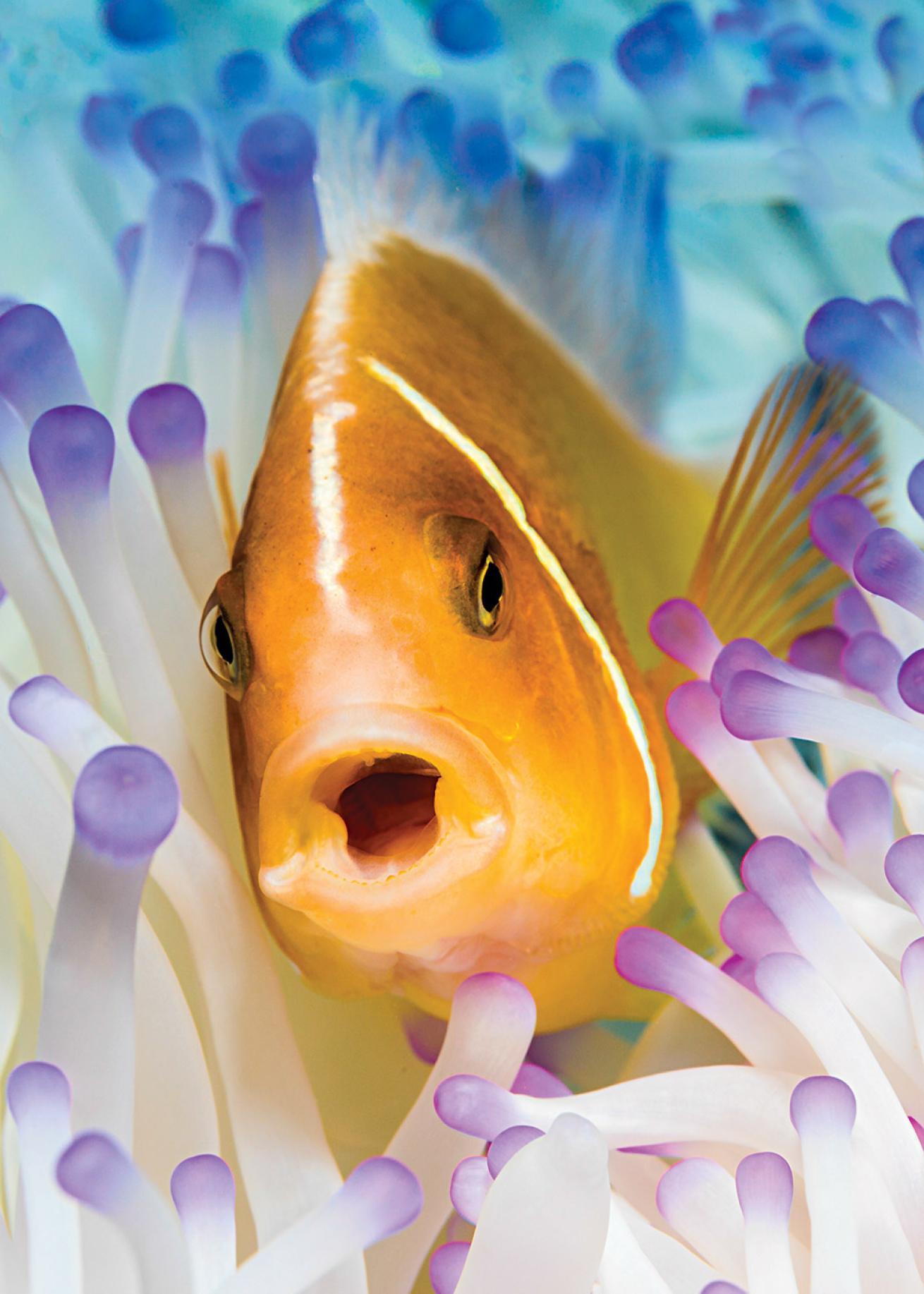 Clownfish, Raja Ampat, Indonesia