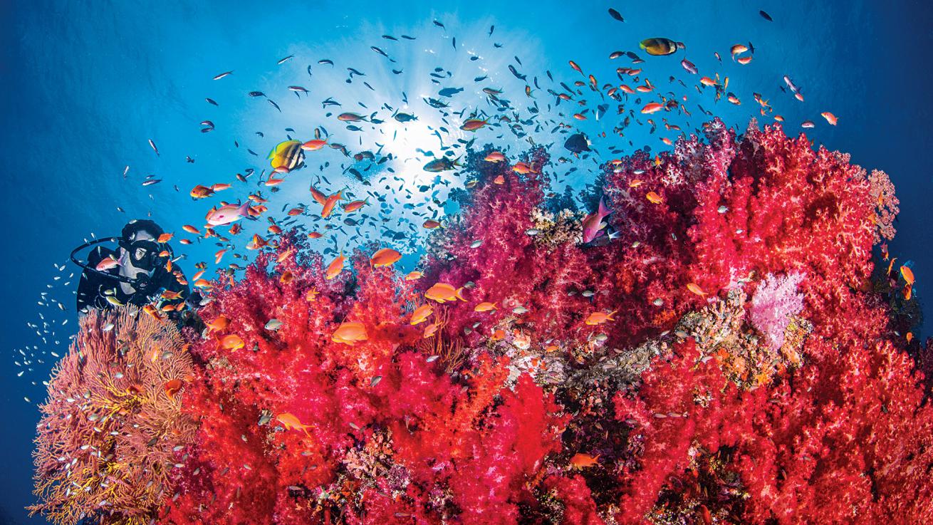 coral reef fiji